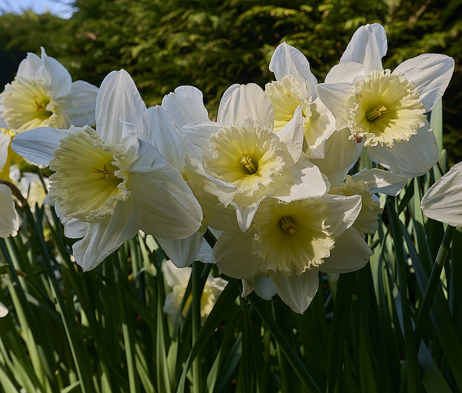 HanworthDaffodils190326-3