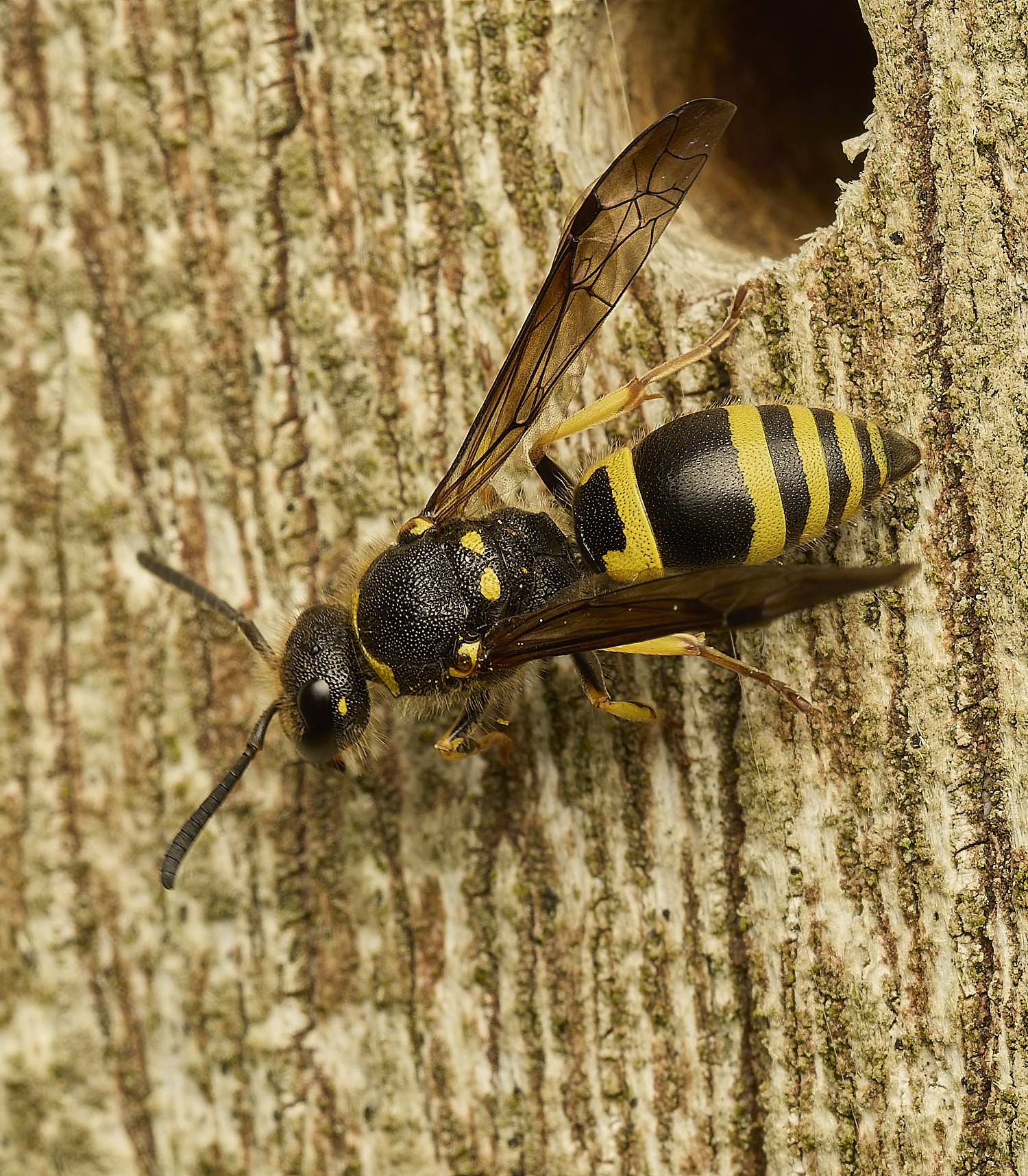 HanworthEarlyMasonWasp180326-2