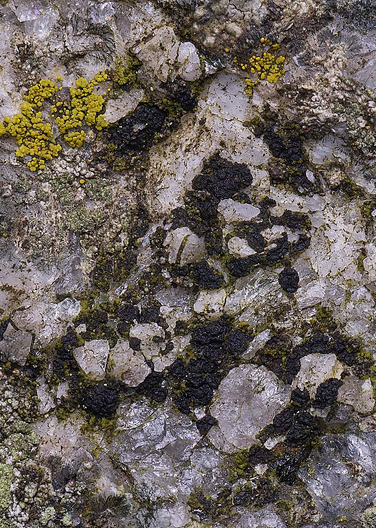 HoghtonAcorosporaprovigna080226-1 1