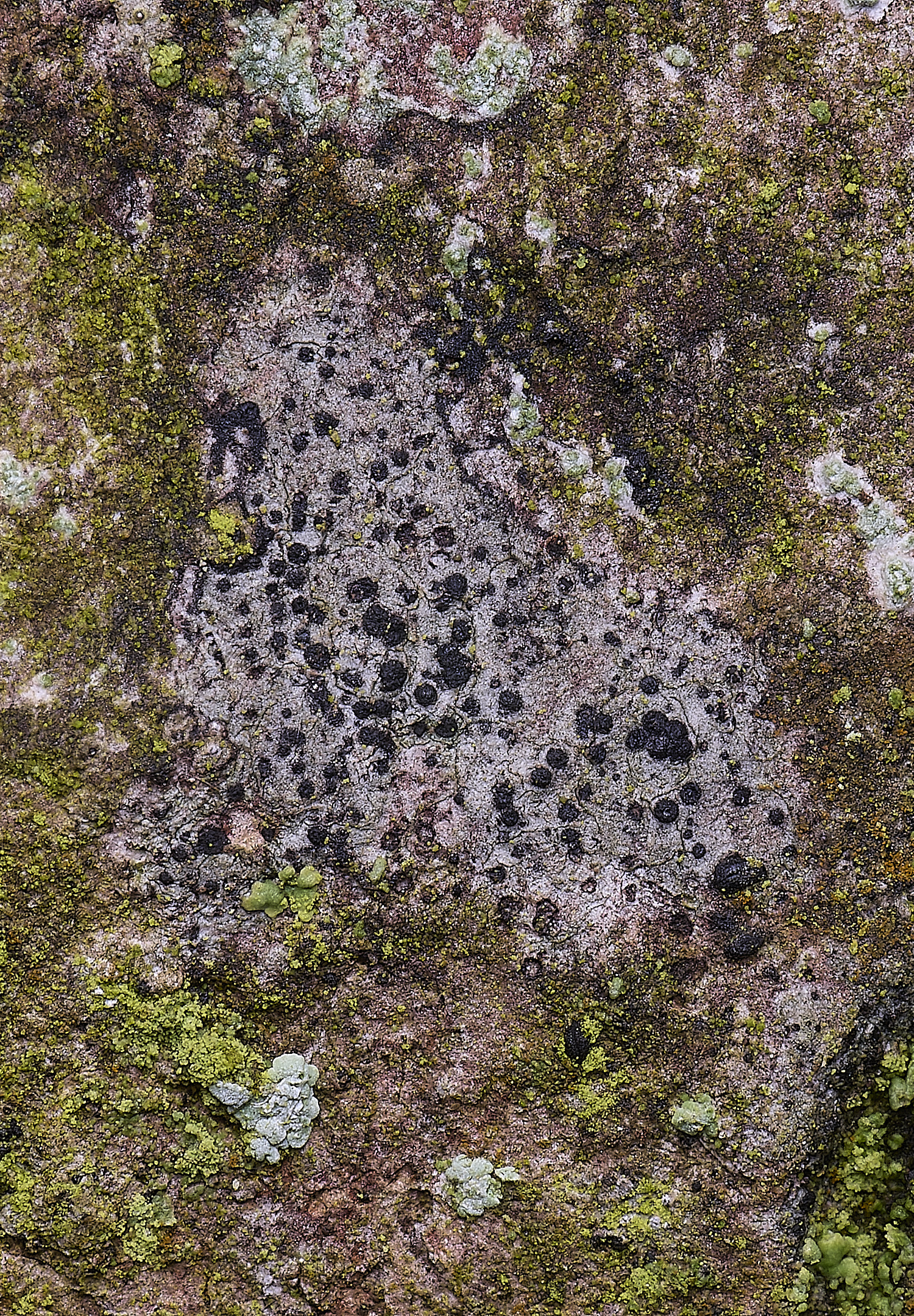 HoghtonAnisomeridiumbiforme080226-1