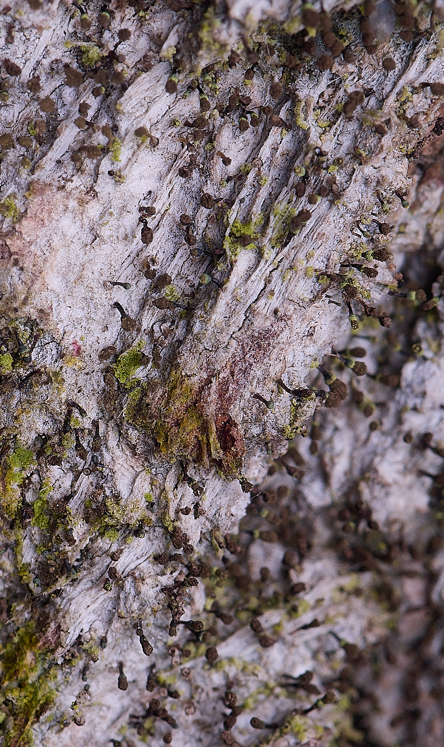 HoghtonChaenothecahispidula080226-2