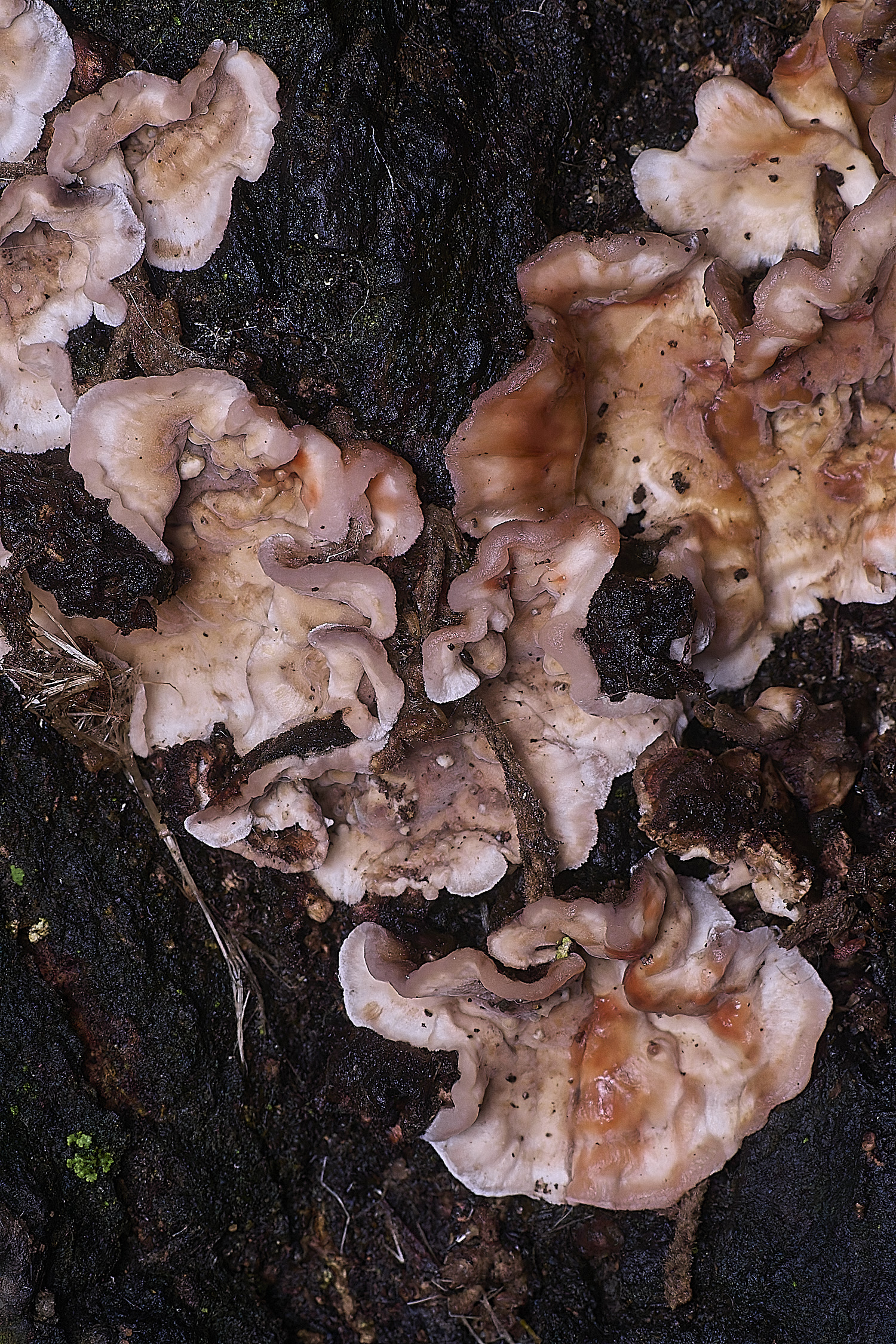 HolkhamBleedingCrust110126-1