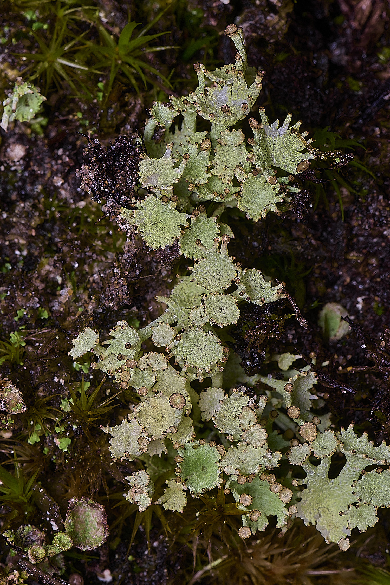 HolkhamCchlorophaea110126-2