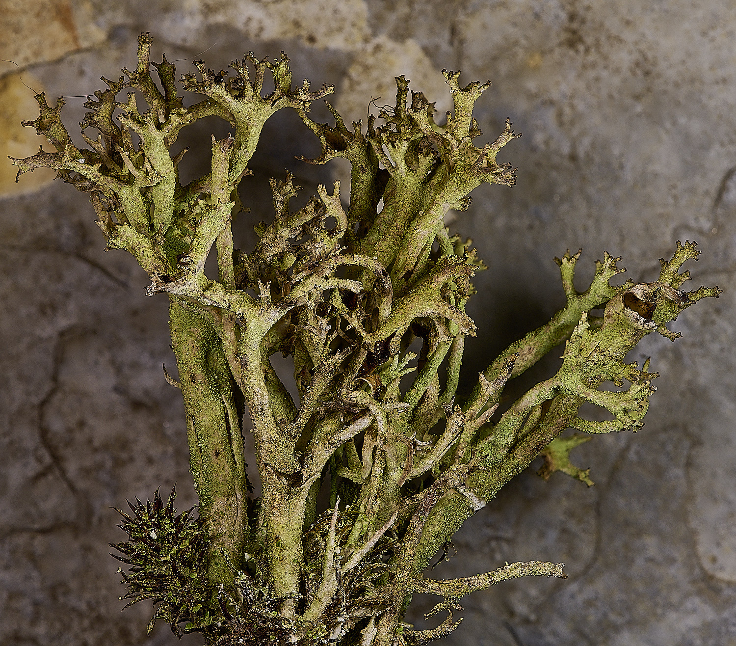 HolkhamCcrispatat110126-1