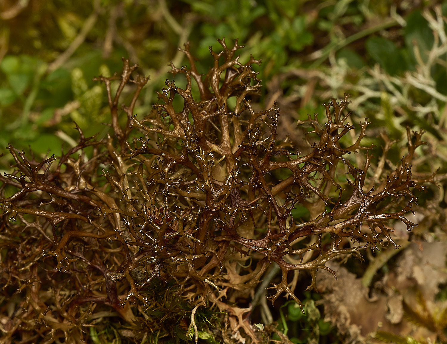 HolkhamCetrariaaculets250226-1