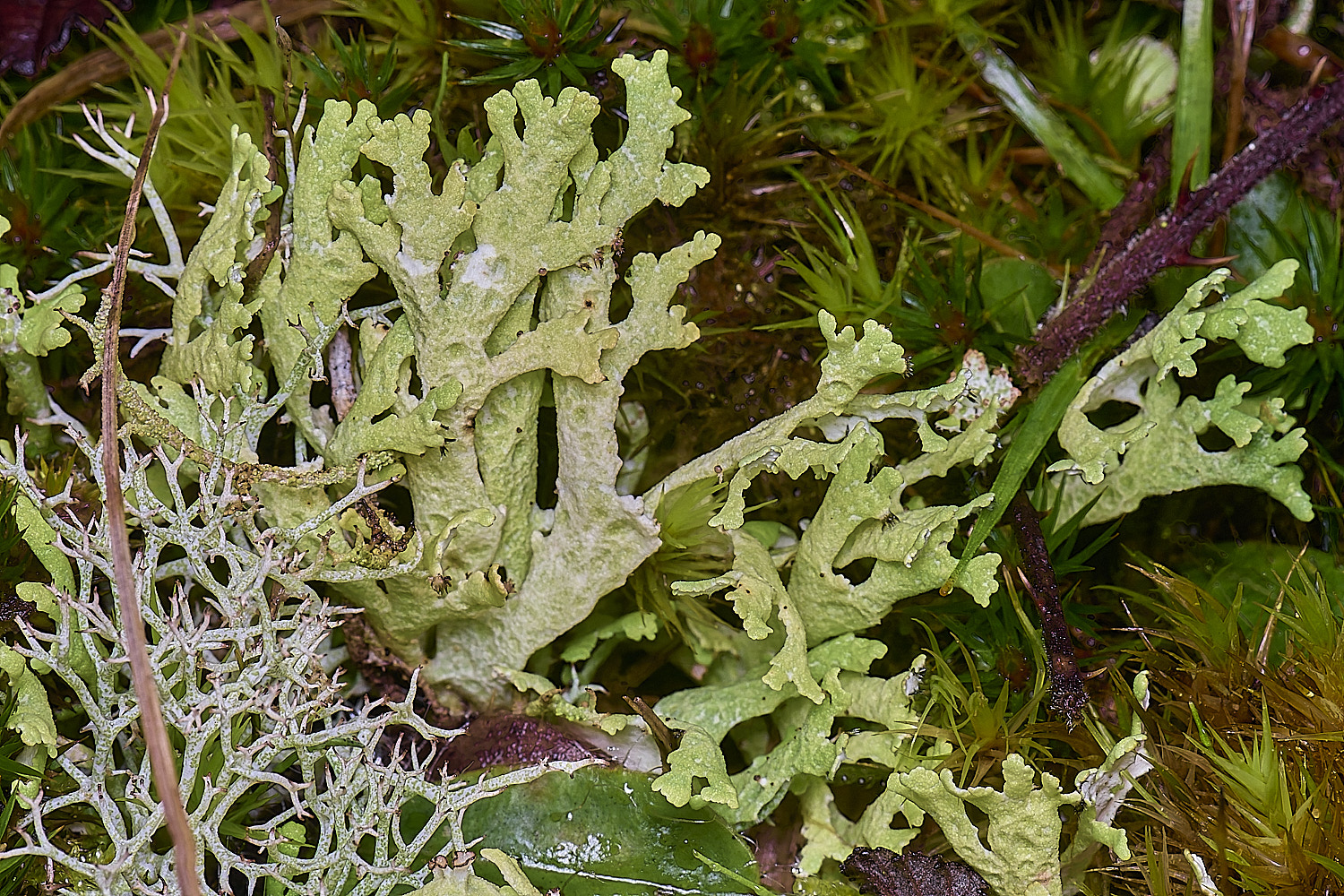 HolkhamCfoliacea110126-0