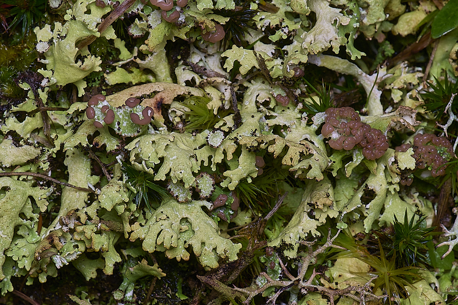 HolkhamCfoliacea110126-1