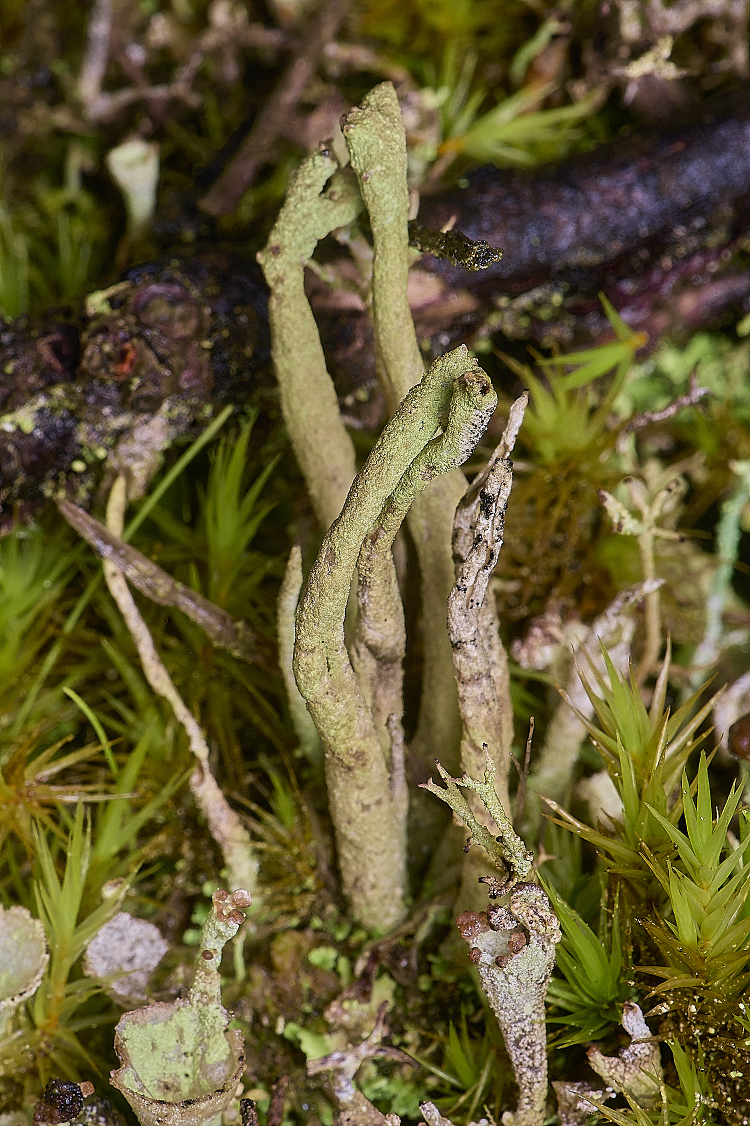 HolkhamCglauca110126-2