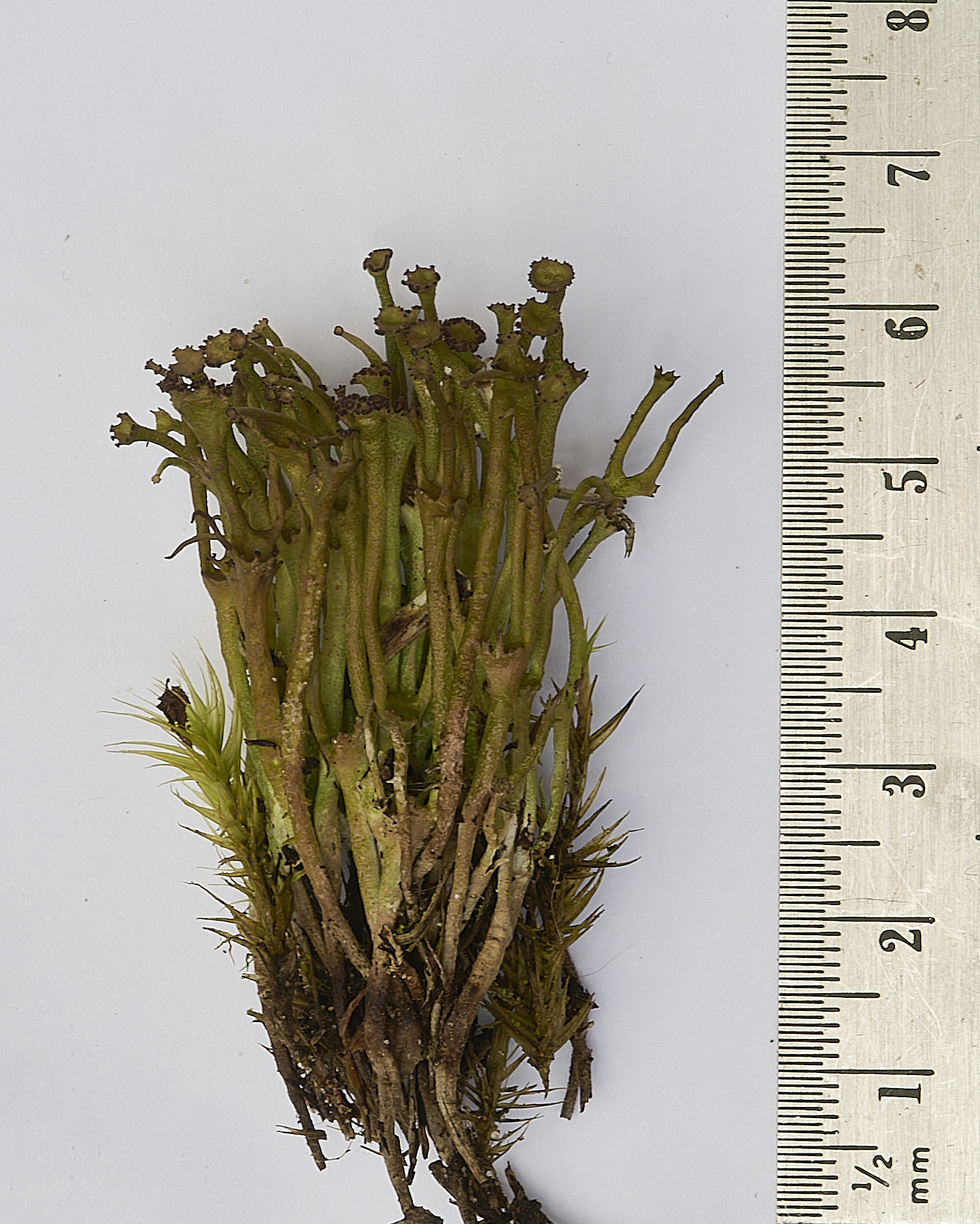 HolkhamCgracilis110126-00