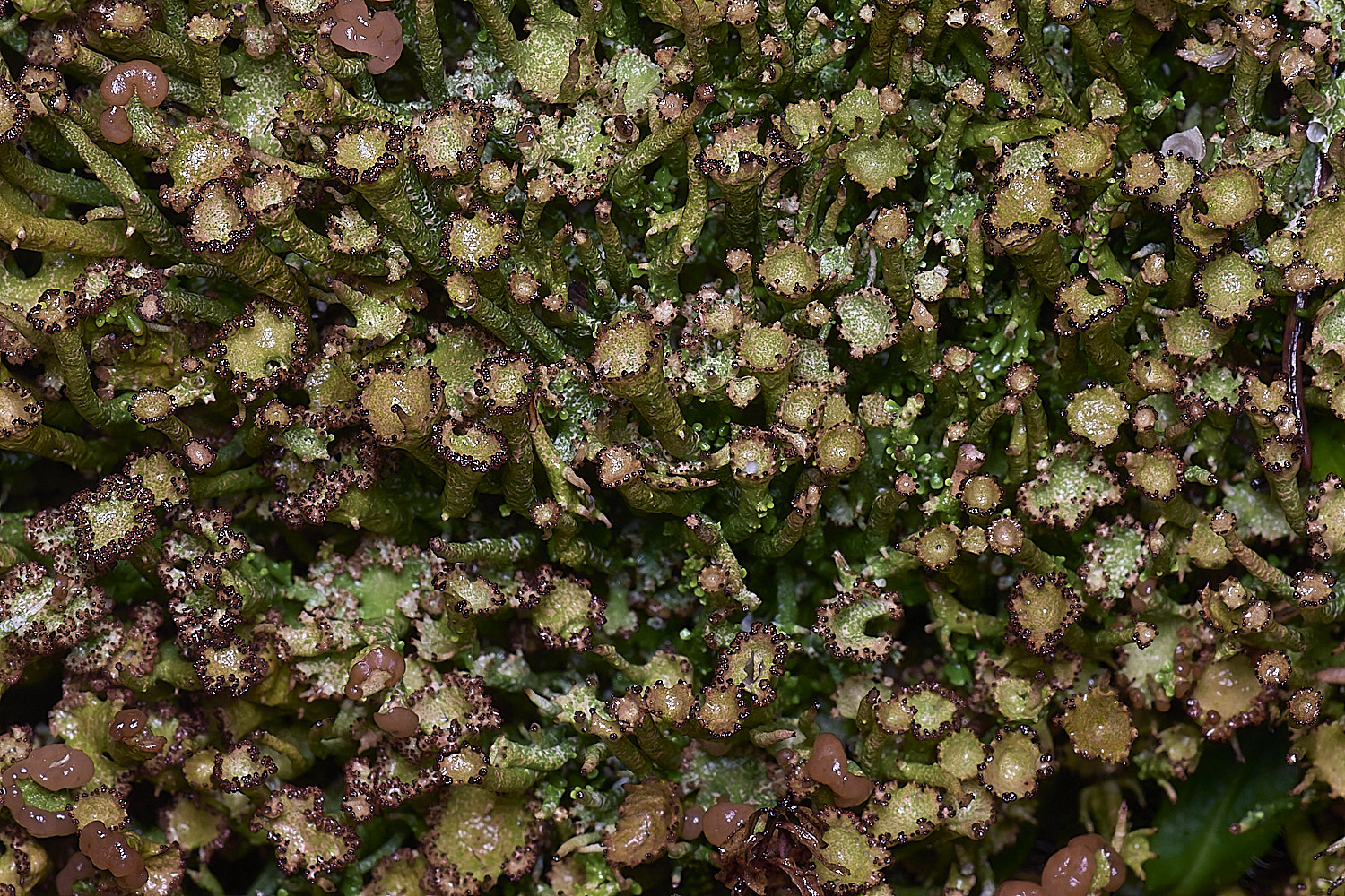 HolkhamCgracilis110126-2