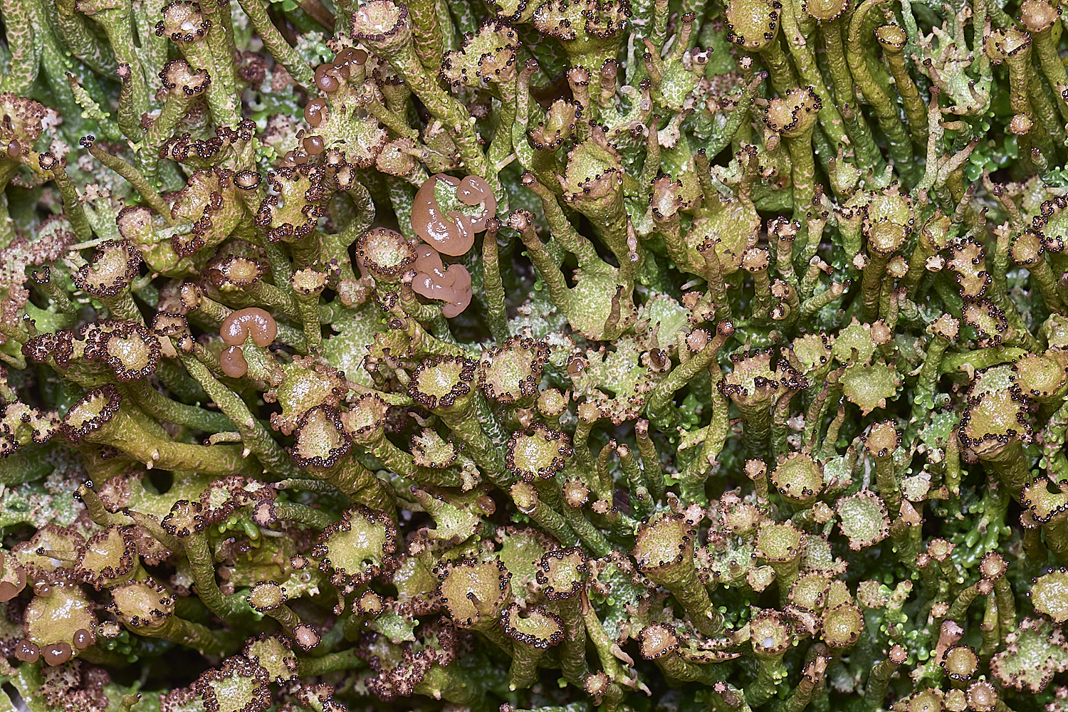 HolkhamCgracilis110126-3