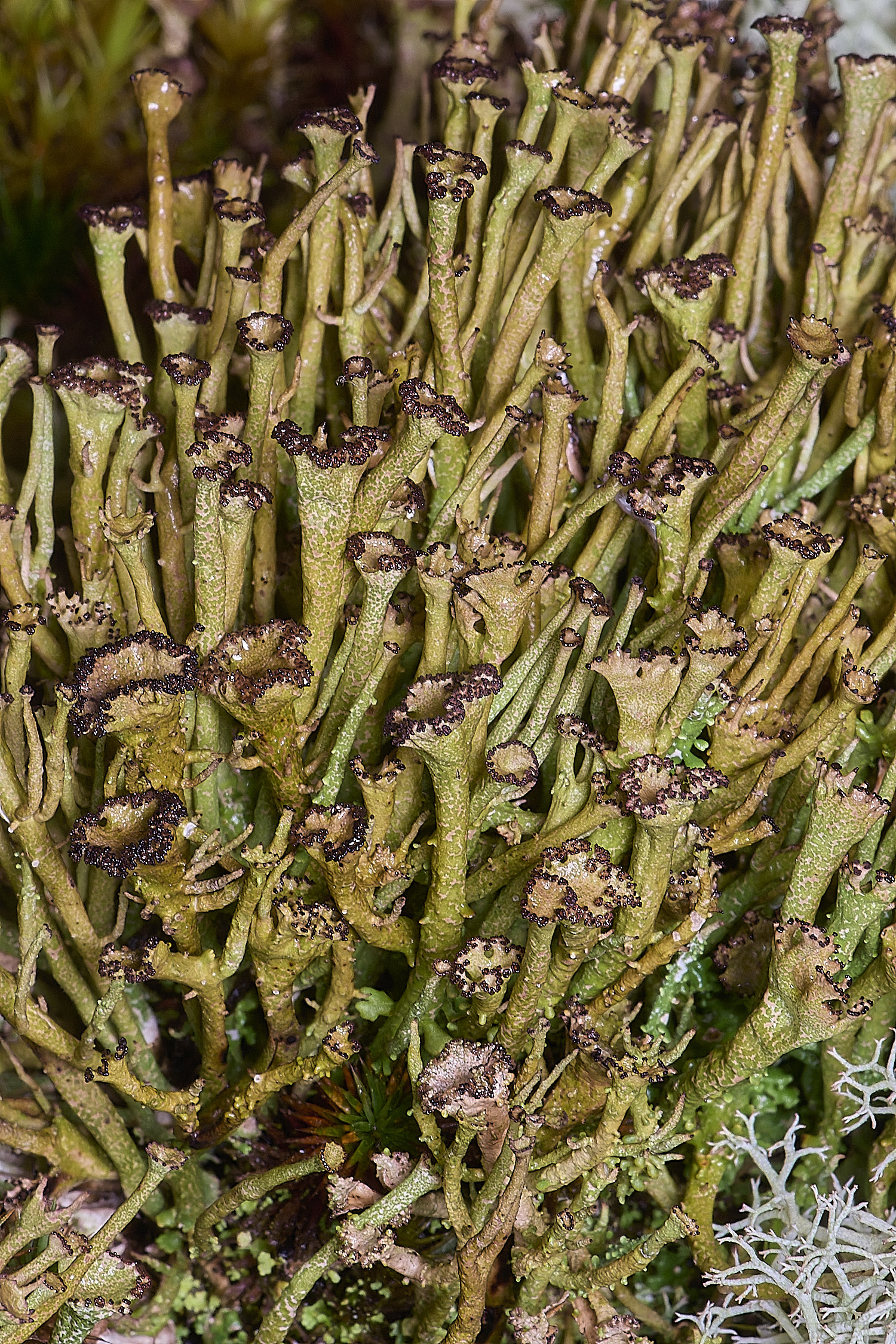 HolkhamCgracilis110126-7