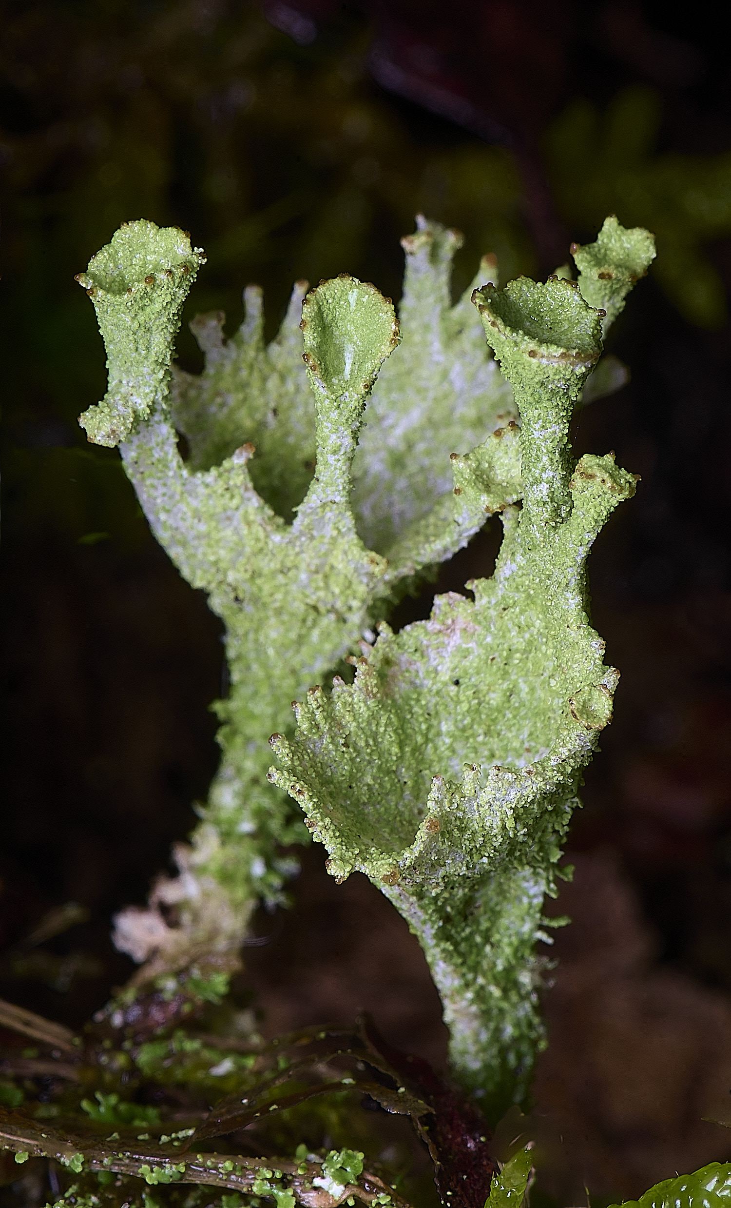 HolkhamCladonia?110126-3