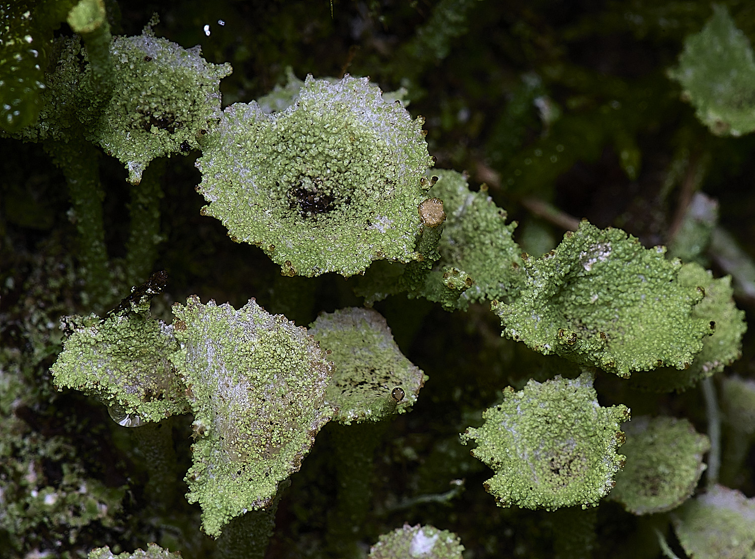 HolkhamCladonia?110126-5