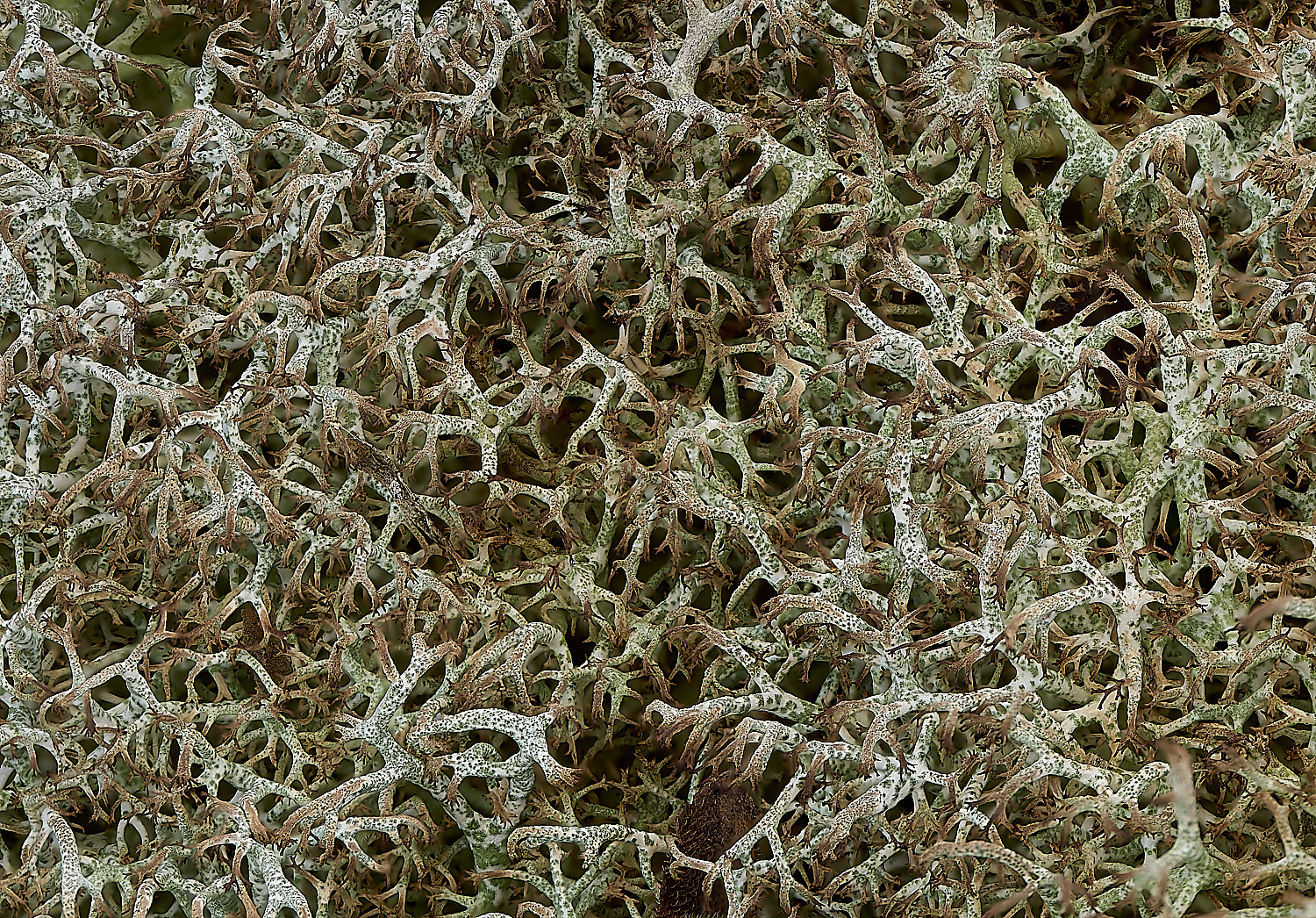 HolkhamCladoniaCiliatavarciliata250216-2