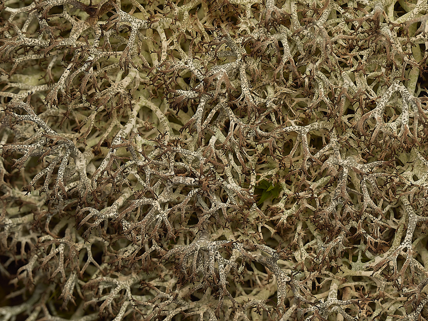 HolkhamCladoniaCiliatavarciliata250216-4