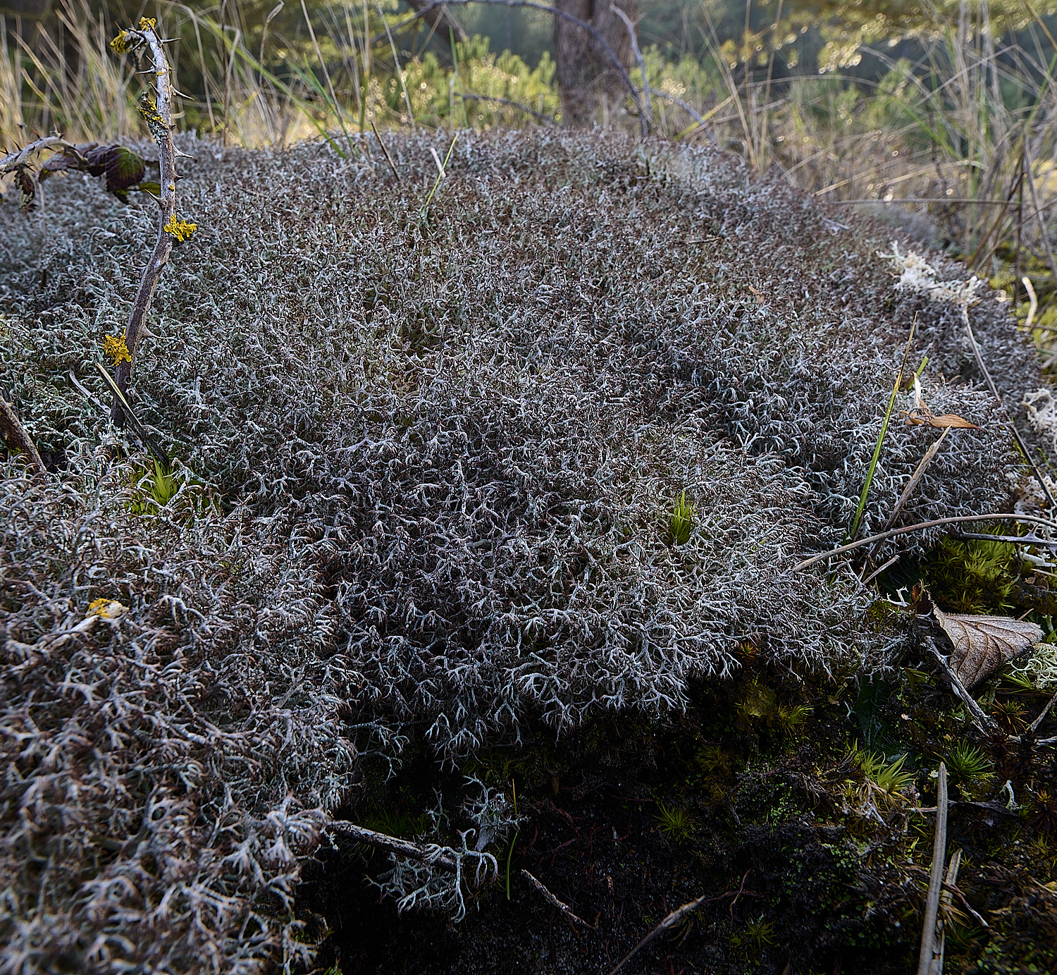 HolkhamCladoniaCiliatavarciliata250216-6