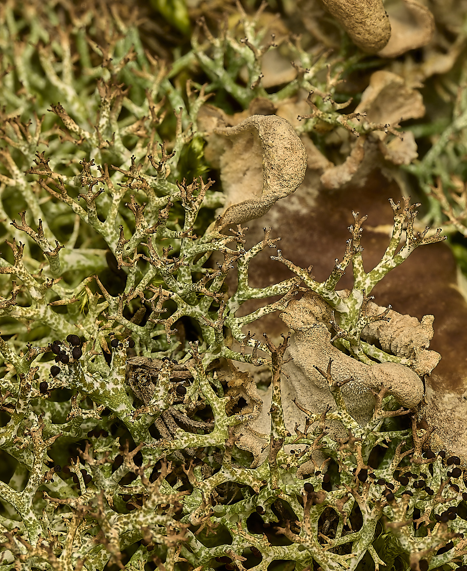 HolkhamCladoniafurcata250226-3