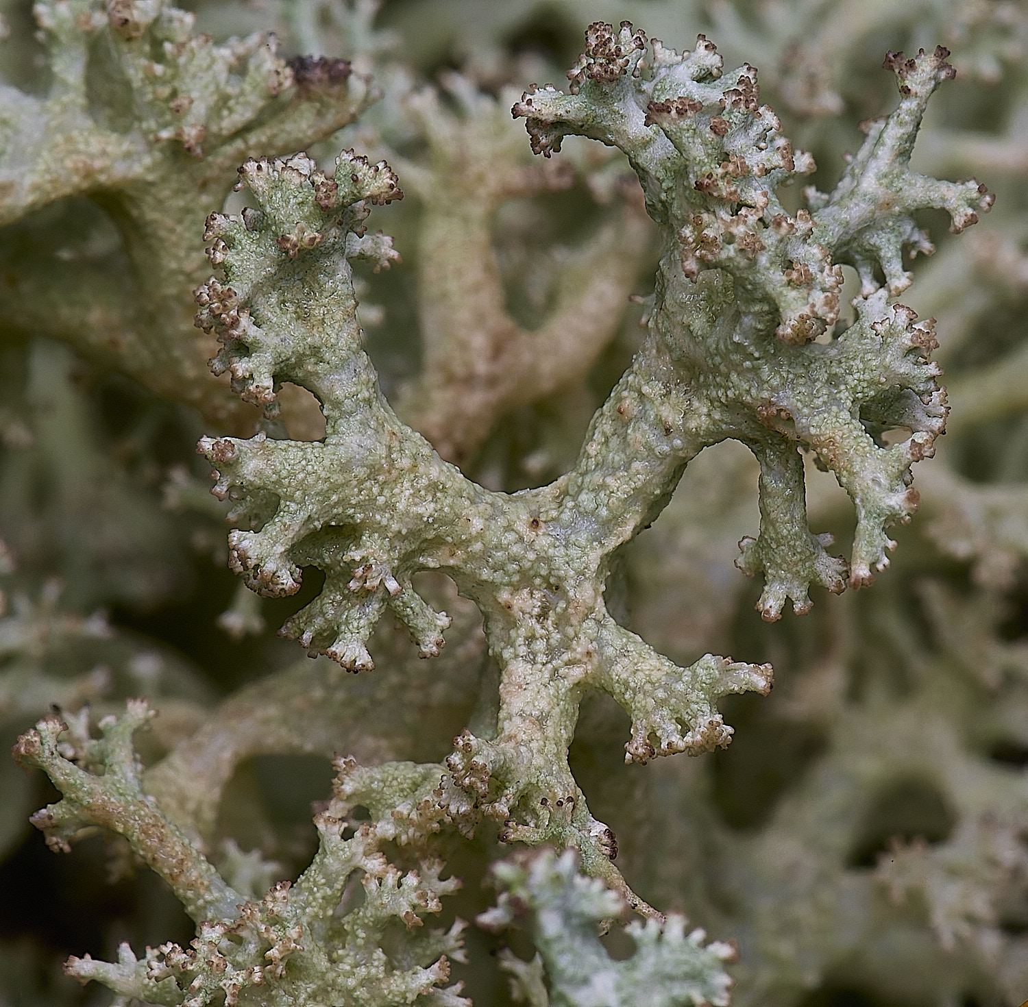 HolkhamCladonieThickLimbed110126-3