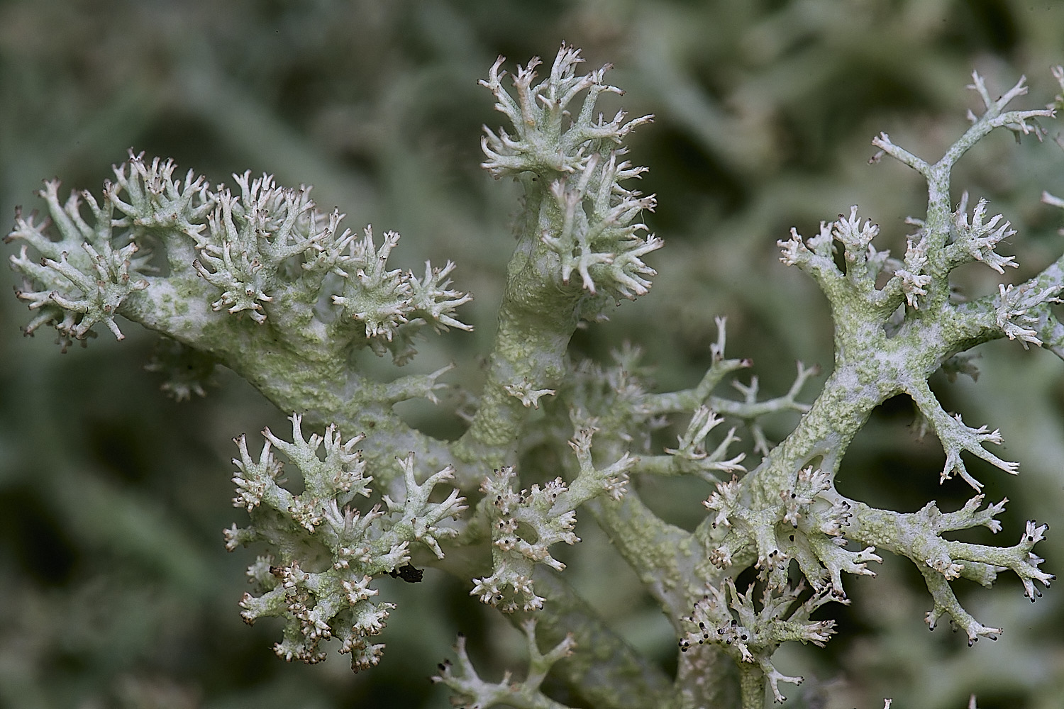 HolkhamCladonieThickLimbed110126-4