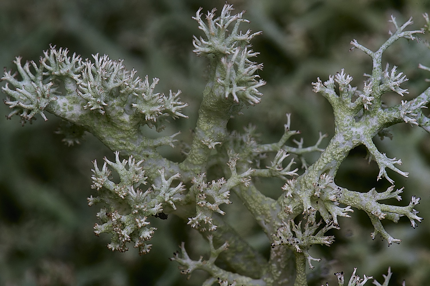 HolkhamCladonieThickLimbed110126-5