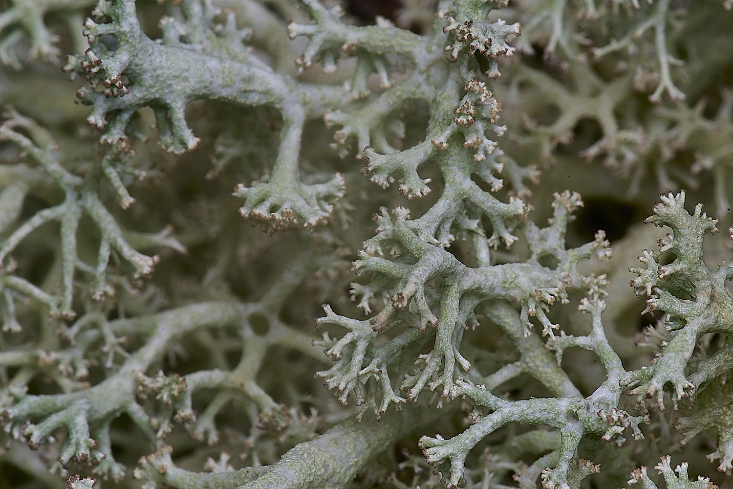 HolkhamCladonieThickLimbed110126-6