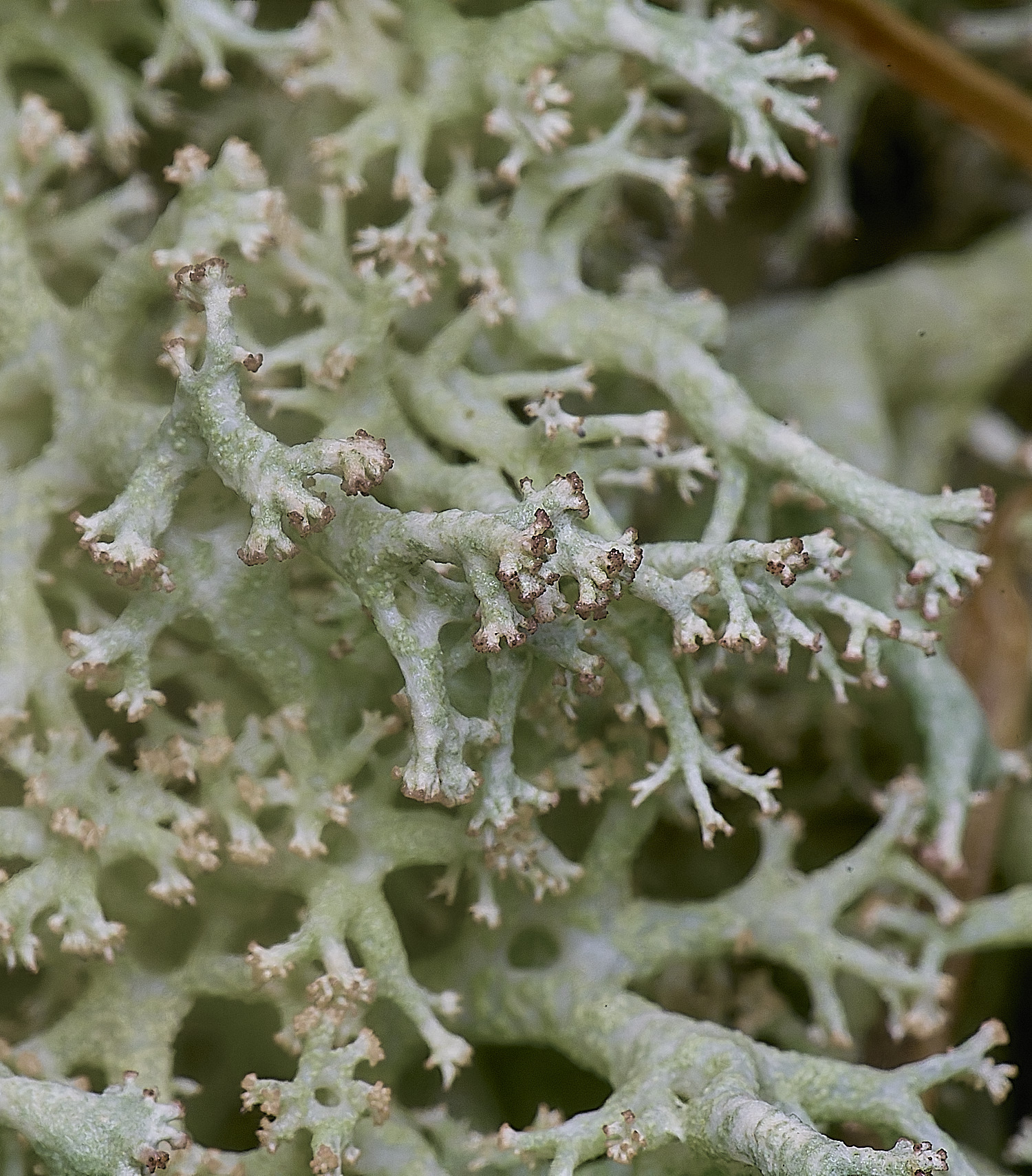 HolkhamCladonieThickLimbed110126-7