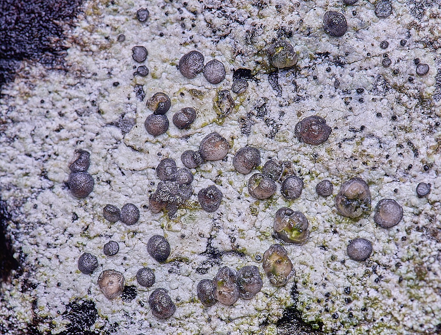 HolkhamCliostomumgriffithii110126-3