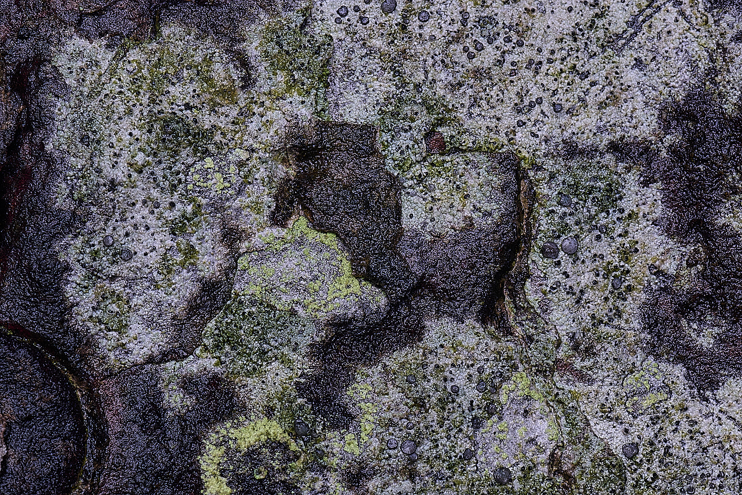 HolkhamCliostomumgriffithii110126-4