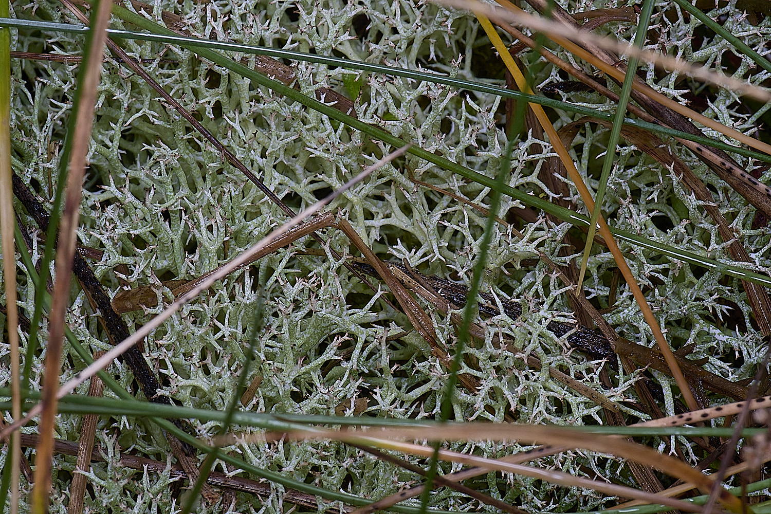 HolkhamCportentosa110126-1