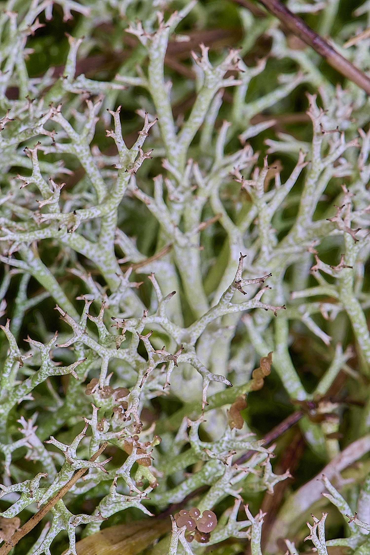 HolkhamCportentosa110126-4