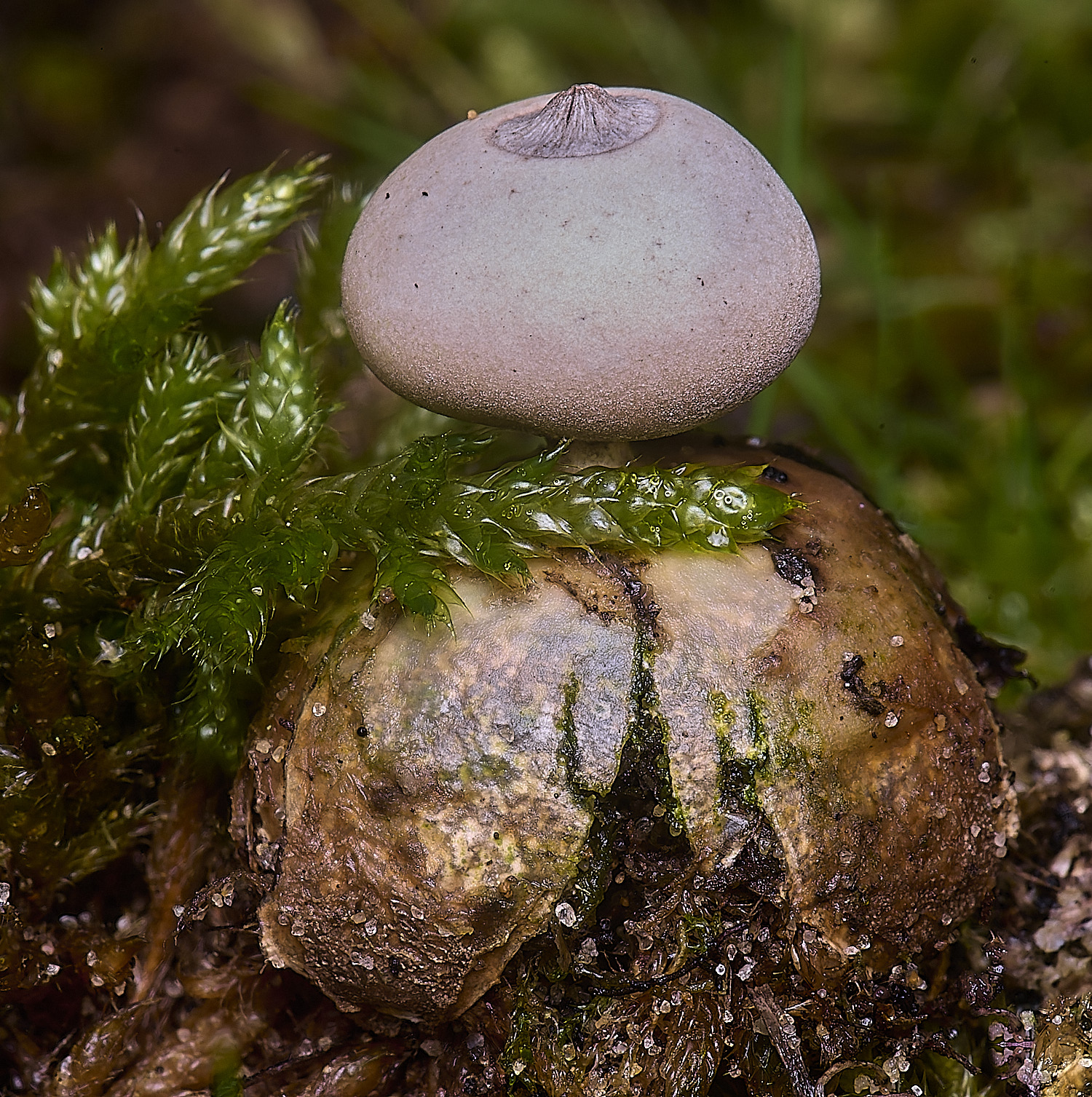 HolkhamEarthstar110126-3