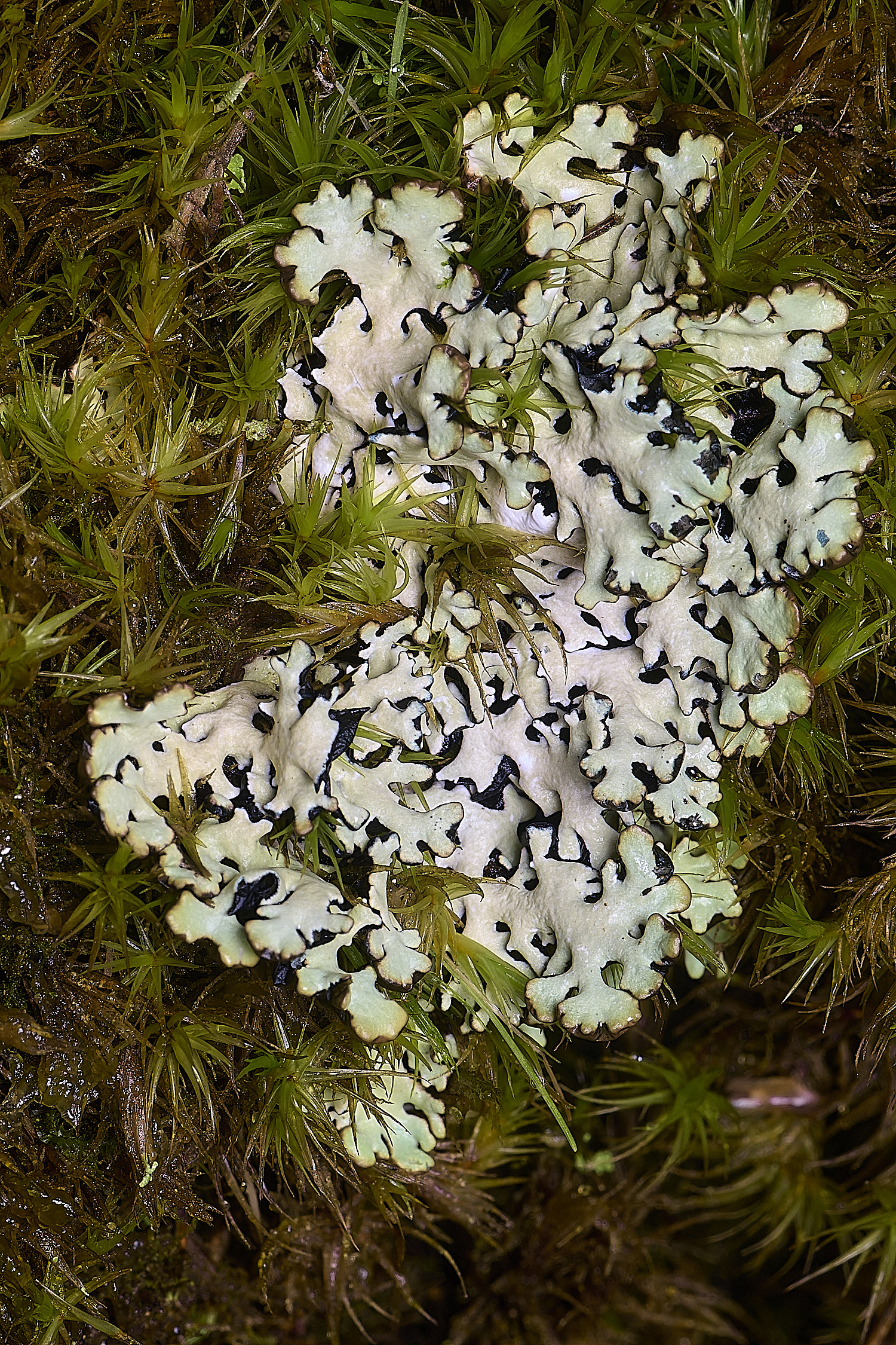 HolkhamHypogymniaphyspdes110126-1