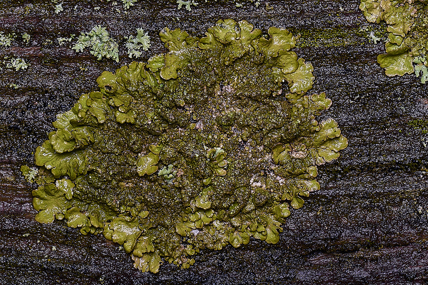 HolkhamMelanelixiasubaurifera110126-2