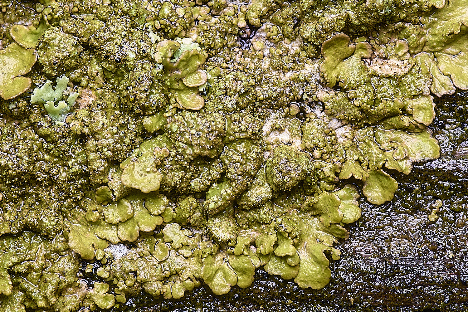 HolkhamMelanelixiasubaurifera110126-3