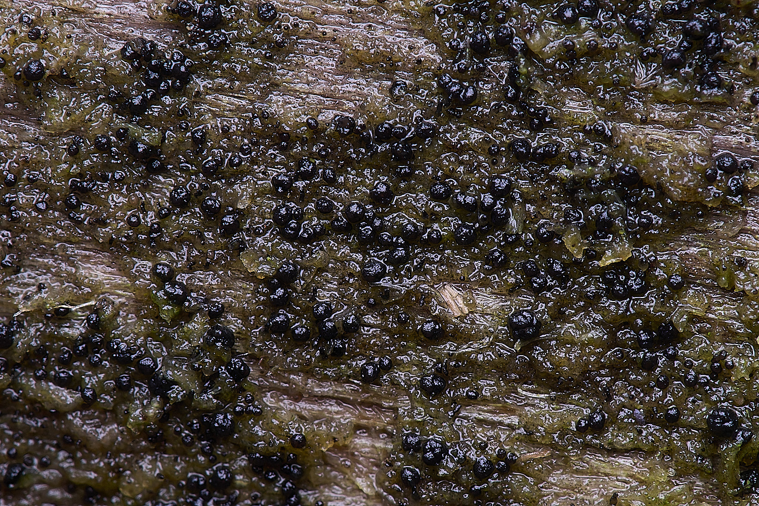 HolkhamMicarealignaria110126-1