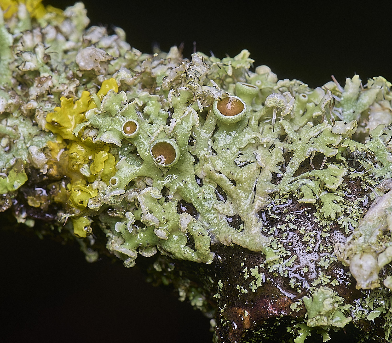 HolkhamPadscendens110126-1