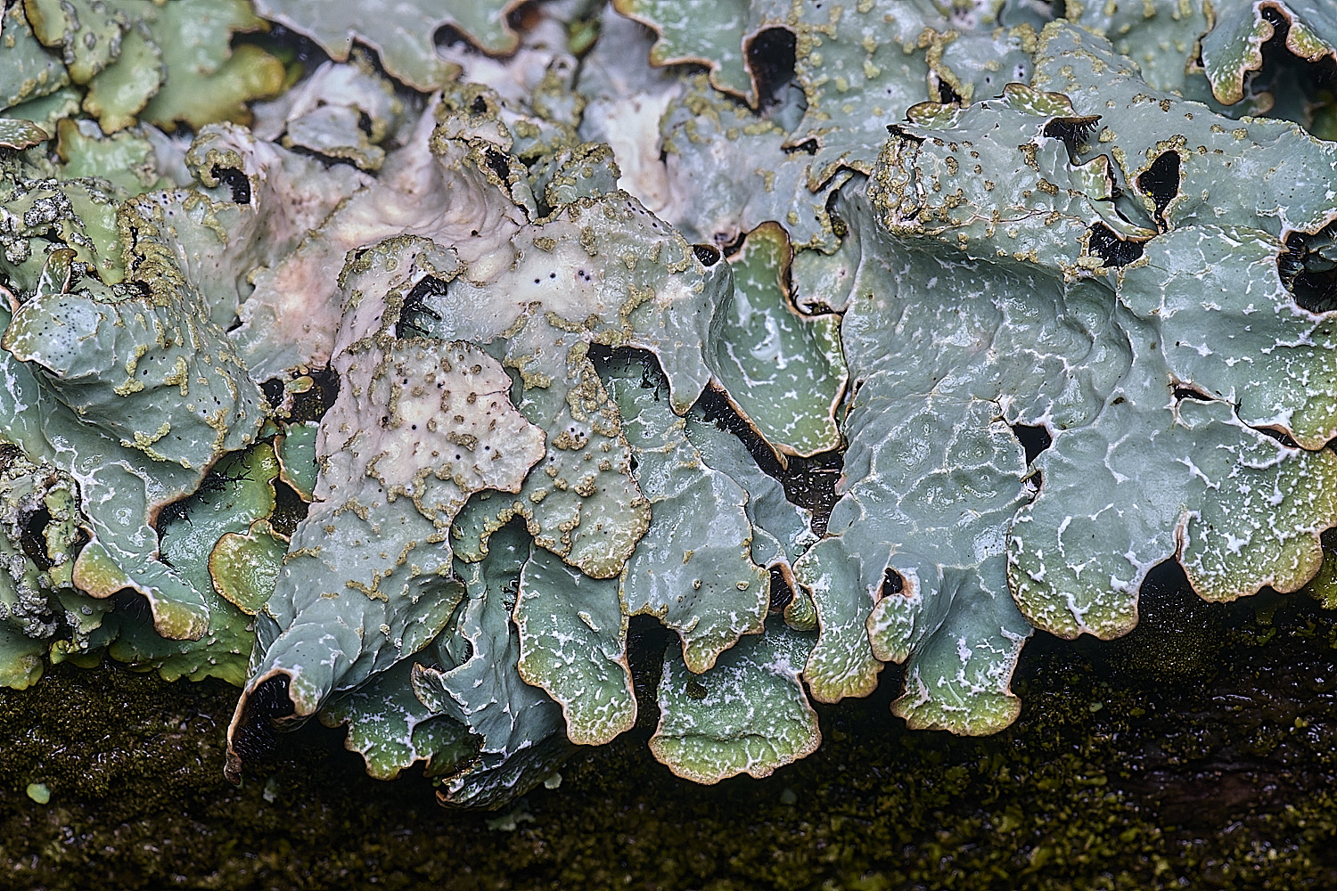 HolkhamParmeliasulcate110126-3