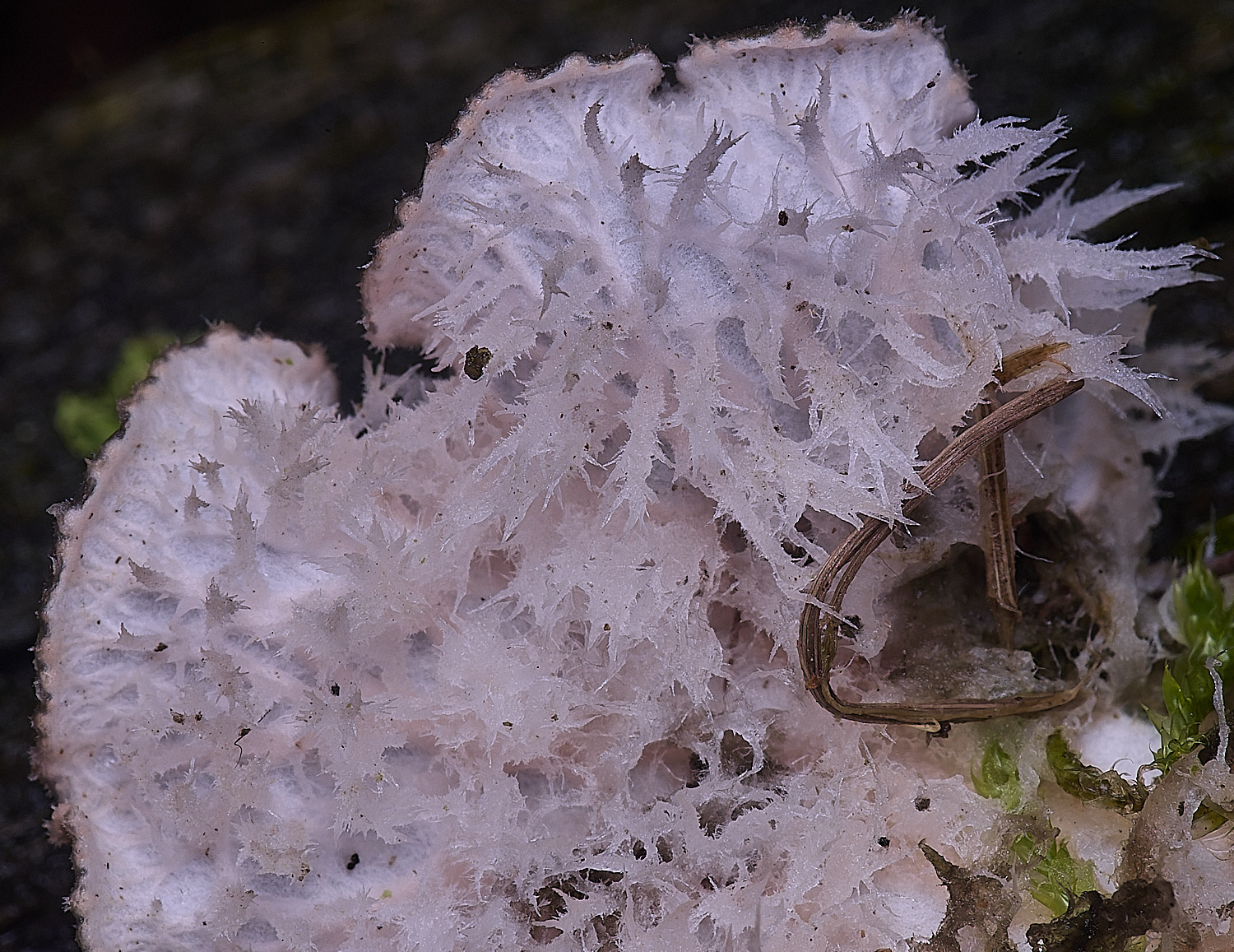 HolkhamPcanina110126-2