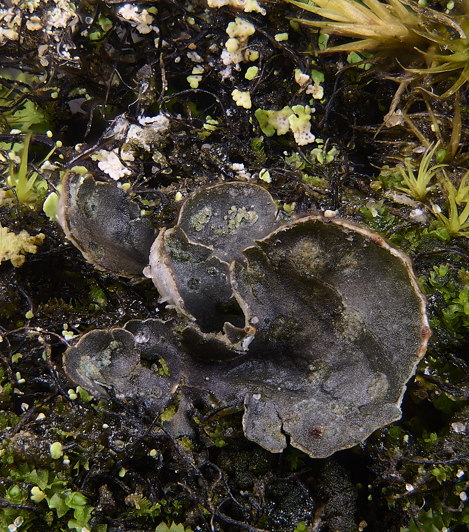 HolkhamPdidactyla110126-2 1