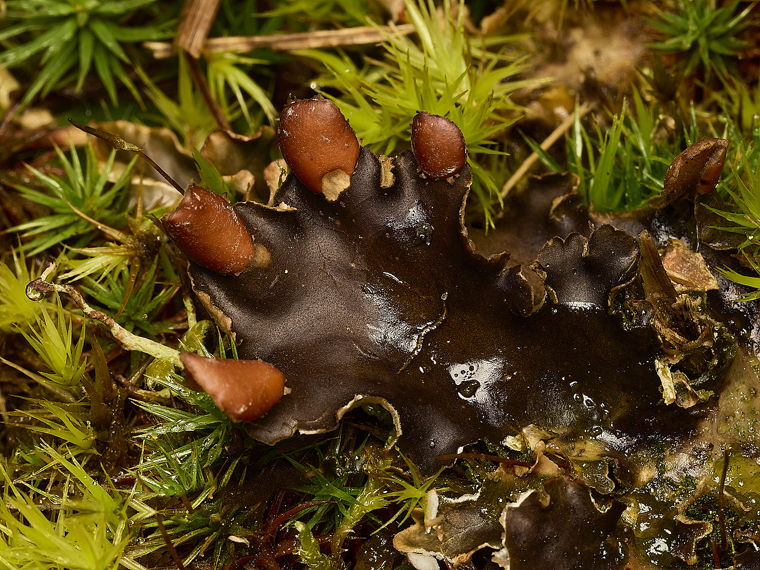 HolkhamPhymenina250226-1