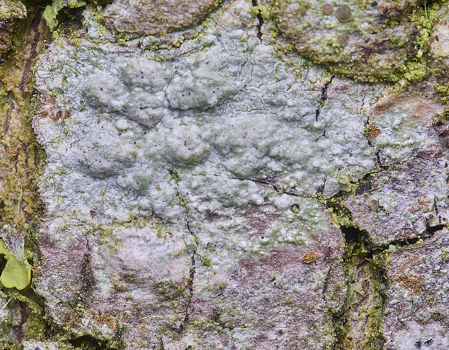 HolkhamPleioplaca110126-2