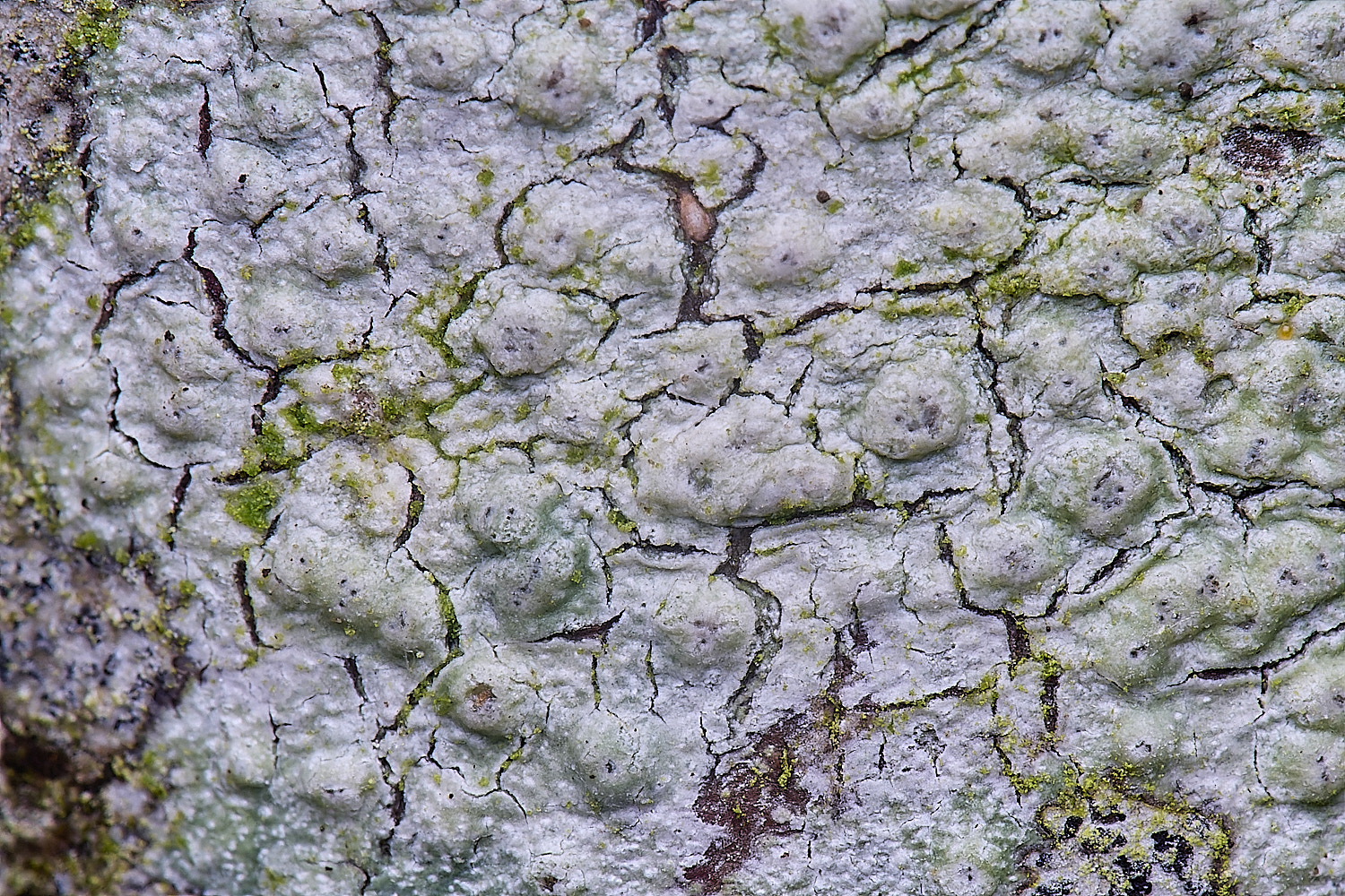 HolkhamPleioplaca110126-4