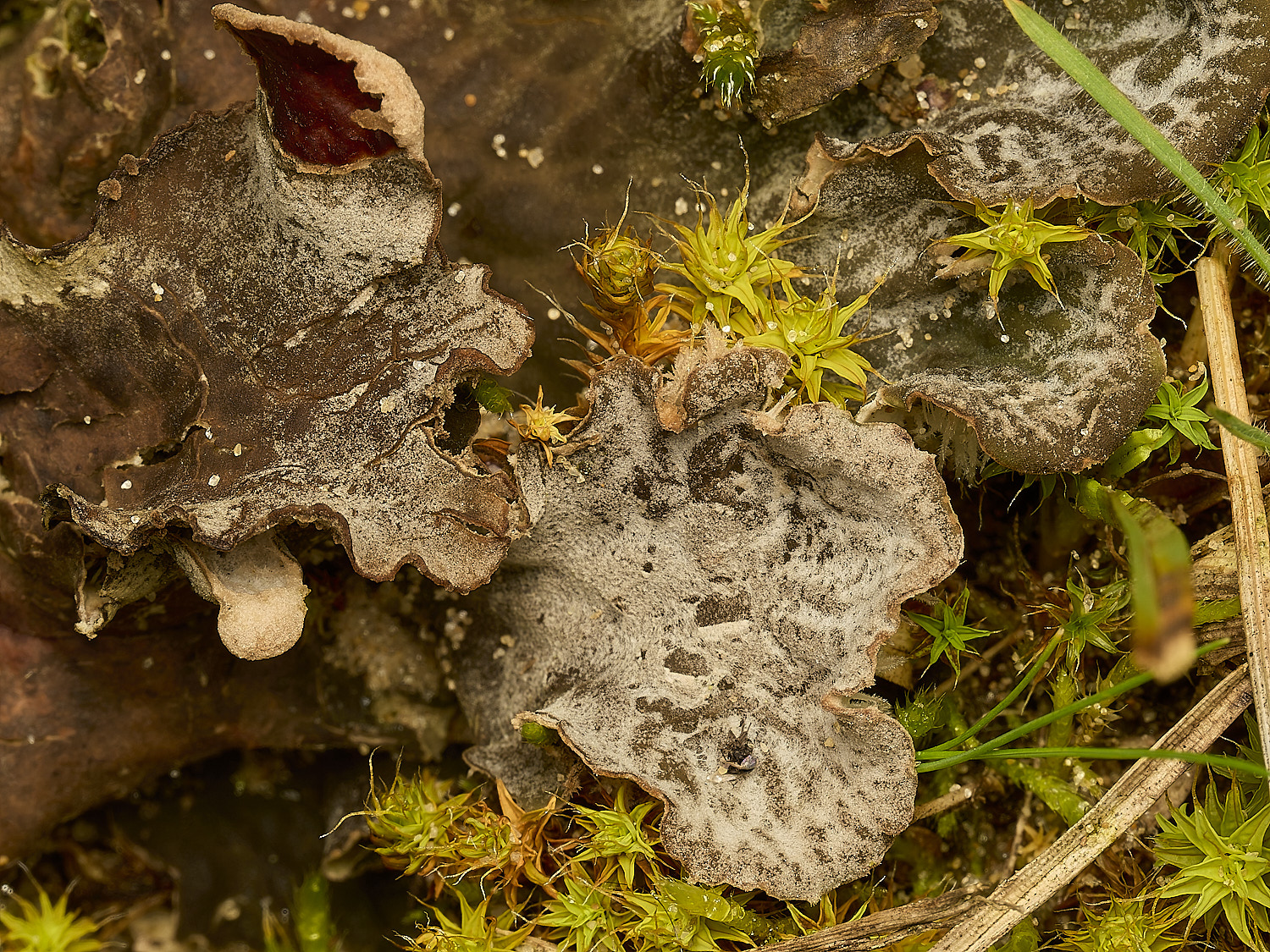 HolkhamPmembranacea250226-1