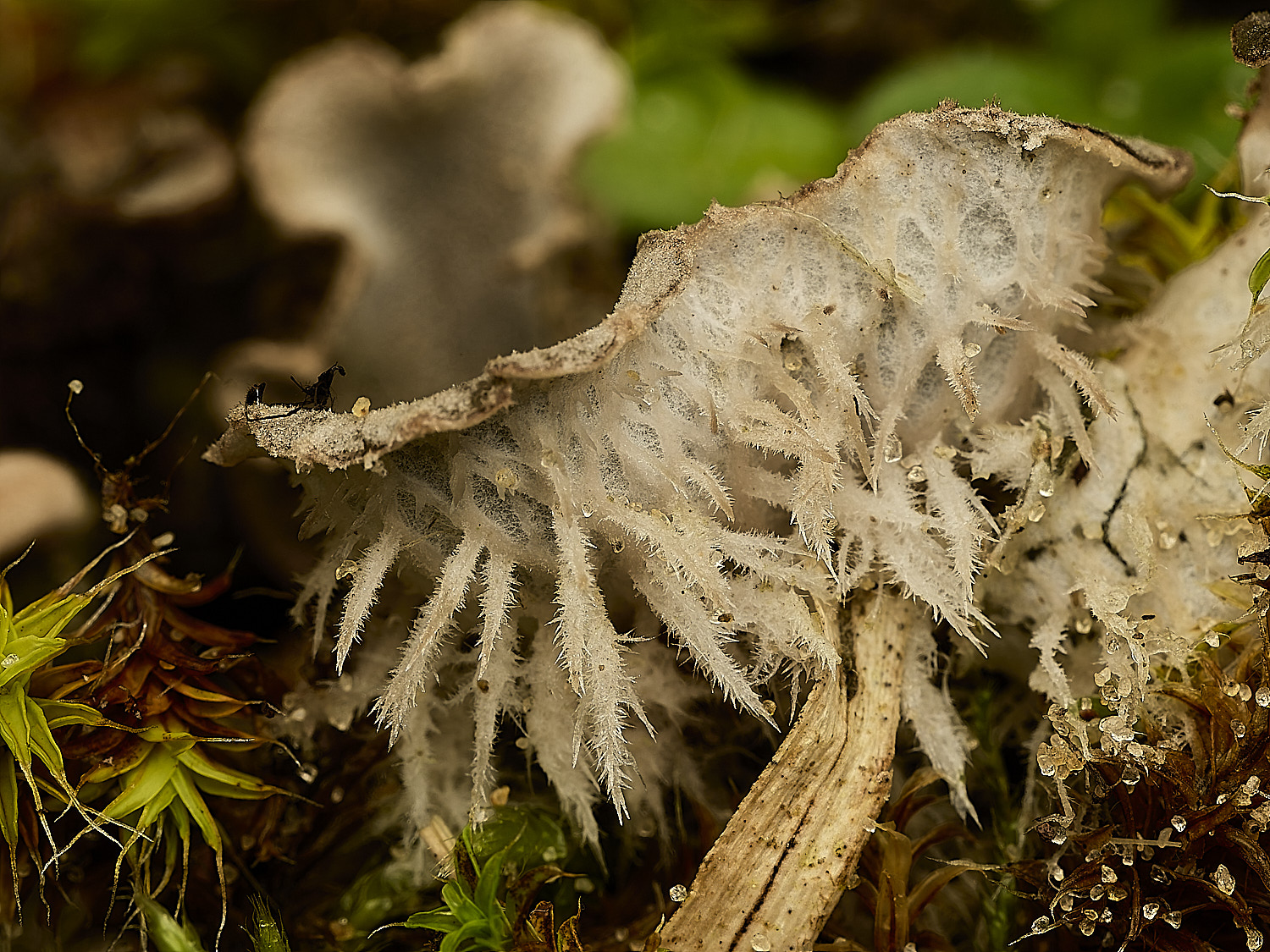 HolkhamPmembranacea250226-2