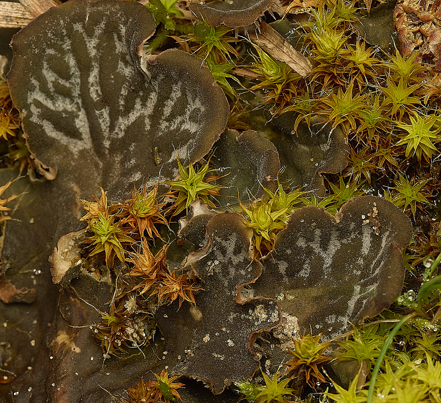 HolkhamPmembranacea250226-3