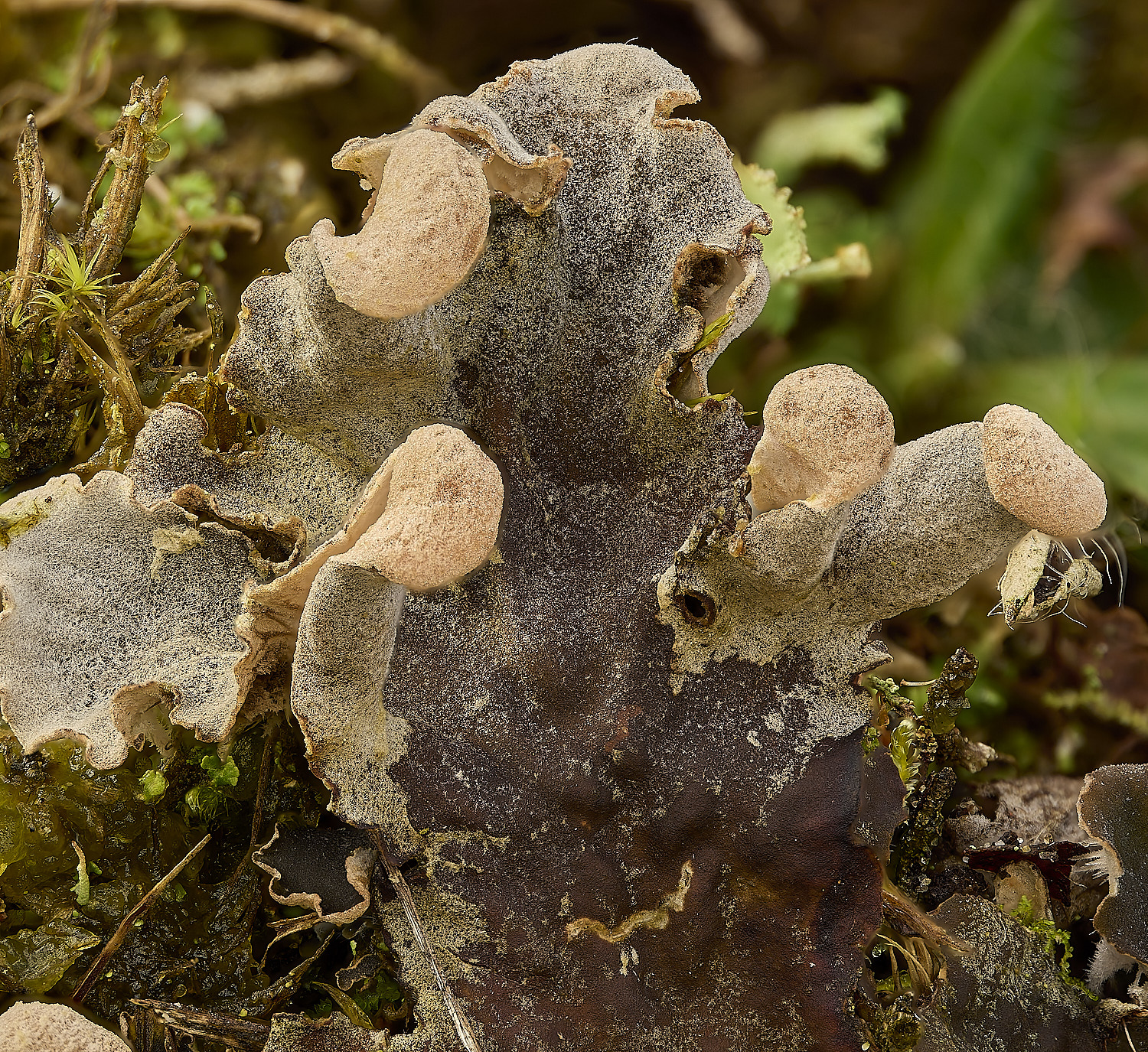 HolkhamPmembranacea250226-6