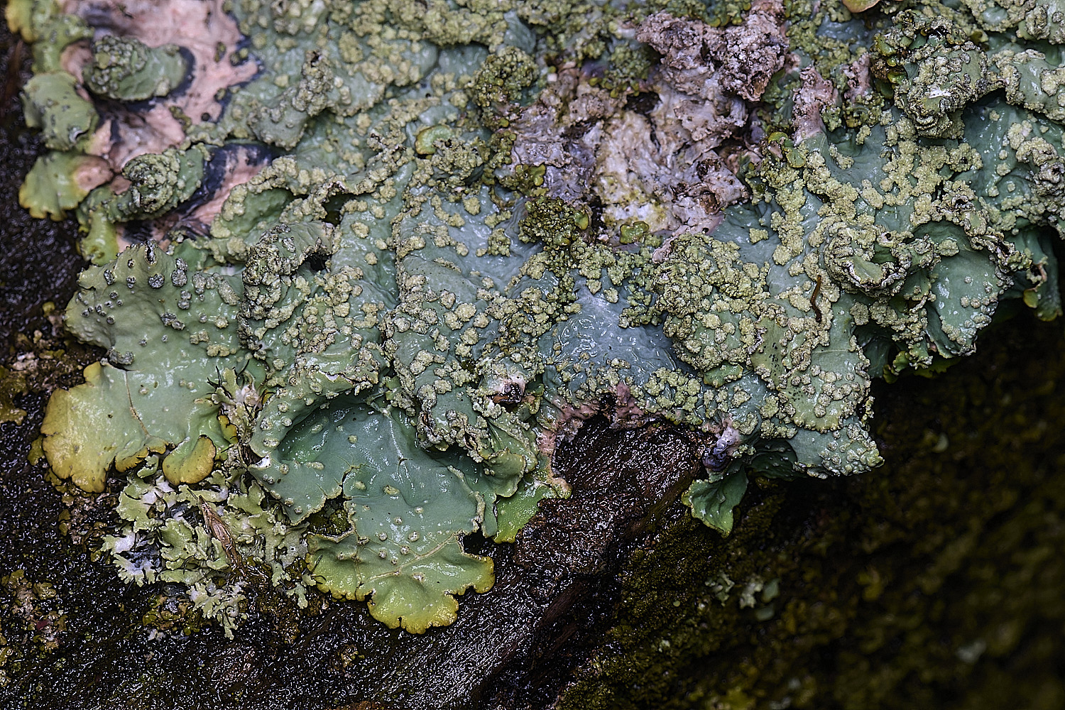 HolkhamPuncteliasubrudecta110126-2