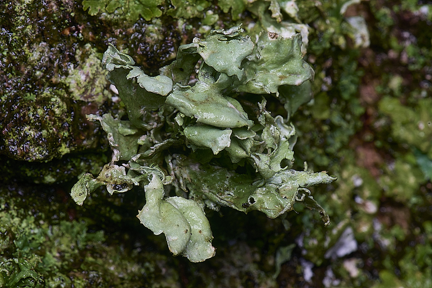 HolkhamRcanariensis110126-1