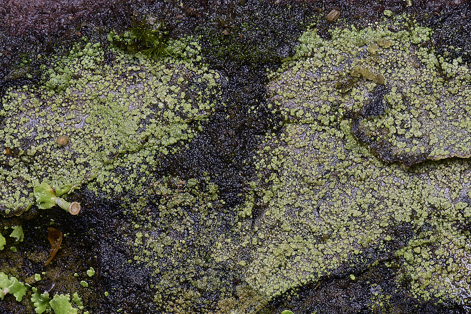 HolkhamTrapeliopsisflexuosa110126-2